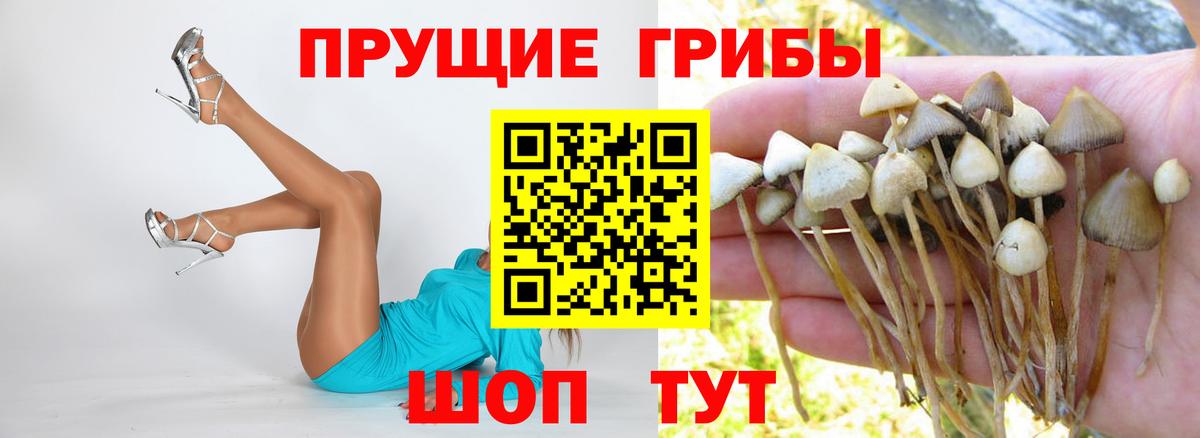 Псилоцибиновые грибы Psilocybine cubensis  продажа наркотиков  Алапаевск  Вход с VPN 